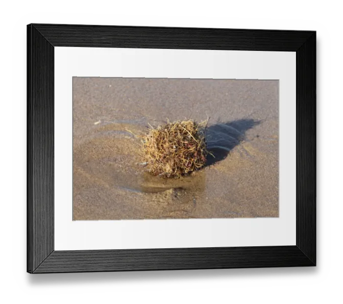 Framed Print : Tangle Ball naturally formed ball of debris on beach strandline, Gower Peninsula, West Glamorgan, South Wales, March