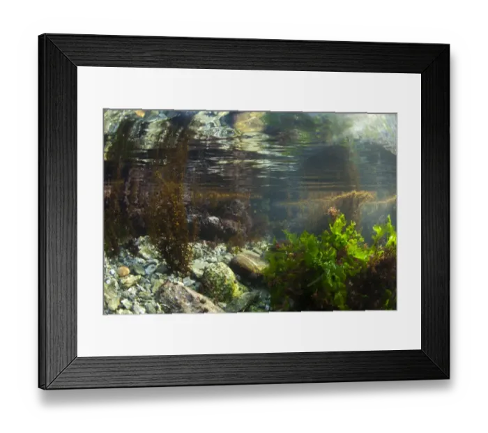 Framed Print : Underwater view of rockpool habitat, Falmouth, Cornwall, England, February Framed Print : Underwater view of rockpool habitat, Falmouth, Cornwall, England, February