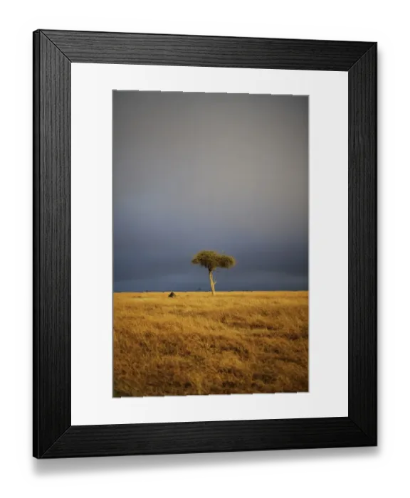 Framed Print : View of lone tree in grassland habitat with stormclouds, Ol Pejeta Conservancy, Laikipia District, Kenya, February Framed Print : View of lone tree in grassland habitat with stormclouds, Ol Pejeta Conservancy, Laikipia District, Kenya, February