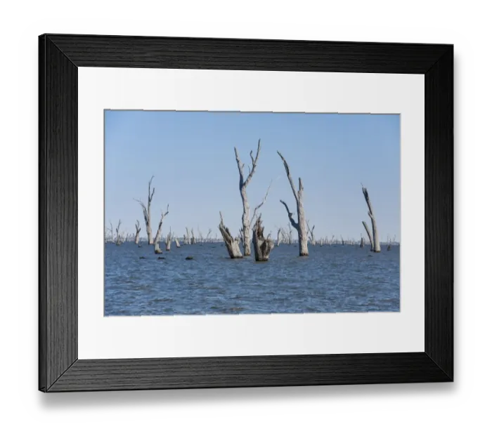 Framed Print : Dead trees in lake created in 1939 by damming river to provide irrigation water for surrounding district, Lake Mulwala Framed Print : Dead trees in lake created in 1939 by damming river to provide irrigation water for surrounding district, Lake Mulwala