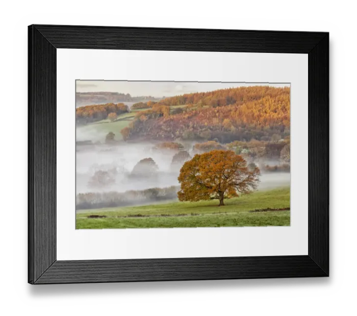 Framed Print : View of pasture and trees in autumn colour, shrouded in mist at sunrise, Itton Farm, near Chepstow, Monmouthshire Framed Print : View of pasture and trees in autumn colour, shrouded in mist at sunrise, Itton Farm, near Chepstow, Monmouthshire