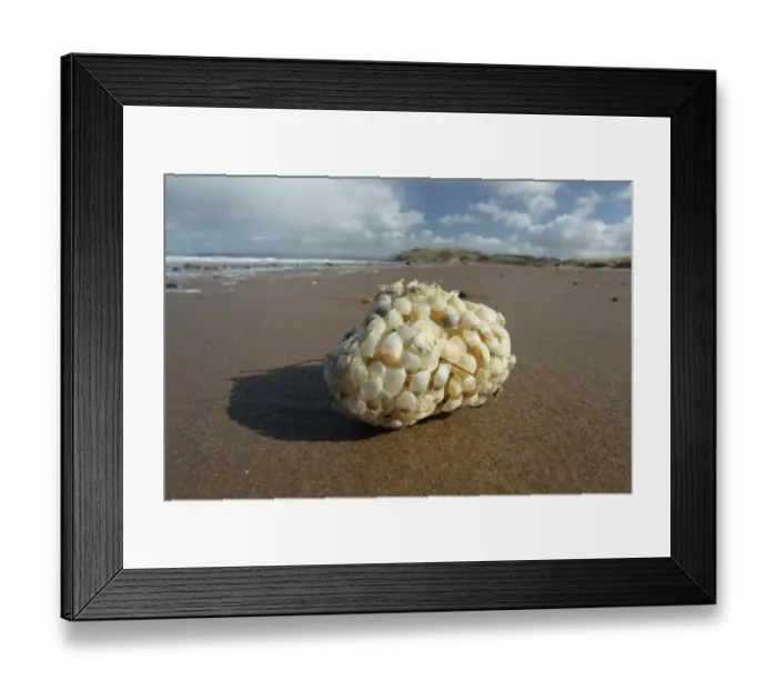 Framed Print : Common Whelk (Buccinum undatum) eggcases, clump washed up on beach, Gower Peninsula, West Glamorgan, South Wales, March