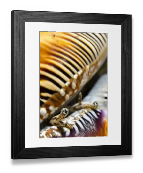 Framed Print : Scorpion Spider Conch (Lambis scorpius) adult, close-up of eyes, Lembeh Straits, Sulawesi, Sunda Islands, Indonesia Framed Print : Scorpion Spider Conch (Lambis scorpius) adult, close-up of eyes, Lembeh Straits, Sulawesi, Sunda Islands, Indonesia