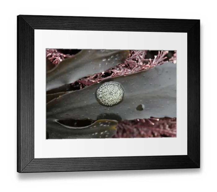 Framed Print : Flat Periwinkle (Littorina obtusata) eggs, attached to wrack frond, Kimmeridge, Isle of Purbeck, Dorset, England, March