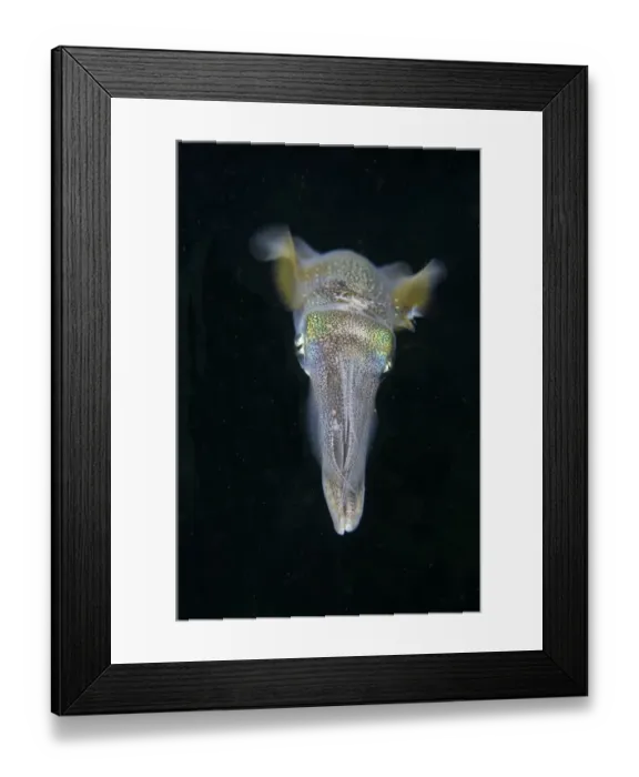 Framed Print : Bigfin Reef Squid (Sepioteuthis lessoniana) adult, swimming at night, Lembeh Straits, Sulawesi, Sunda Islands Framed Print : Bigfin Reef Squid (Sepioteuthis lessoniana) adult, swimming at night, Lembeh Straits, Sulawesi, Sunda Islands