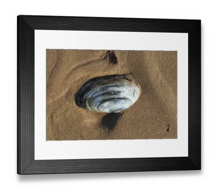 Framed Print : Common Otter Shell (Lutraria lutraria) empty shell, on sandy beach, Gower Peninsula, West Glamorgan, Wales, March Framed Print : Common Otter Shell (Lutraria lutraria) empty shell, on sandy beach, Gower Peninsula, West Glamorgan, Wales, March