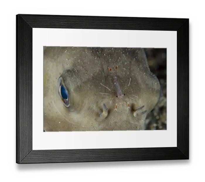 Framed Print : Clear Cleaner Shrimp (Urocaridella antonbruunii) adult, on Immaculate Puffer (Arothron immaculatus) head