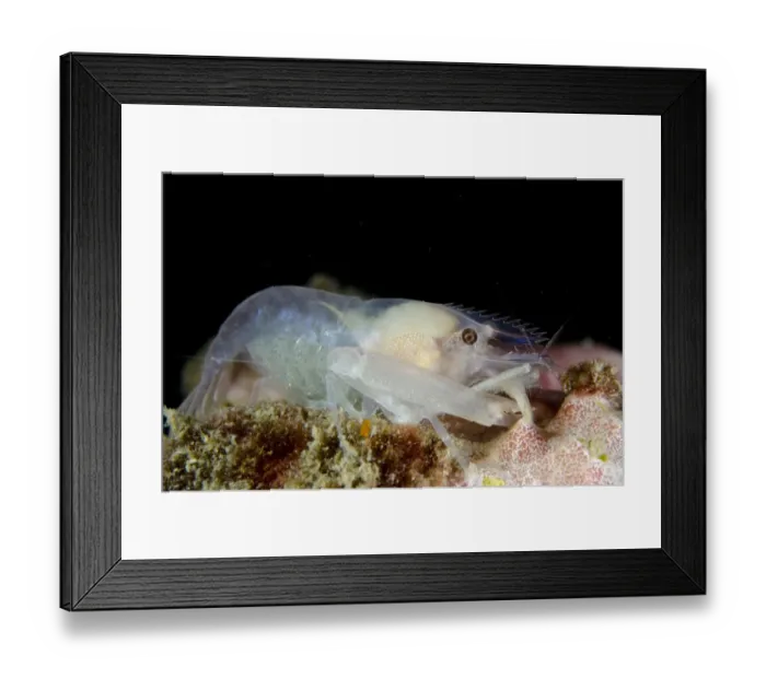Framed Print : Sponge-dwelling Snapping Shrimp (Synalpheus sp. ) adult, Lembeh Straits, Sulawesi, Sunda Islands, Indonesia, January Framed Print : Sponge-dwelling Snapping Shrimp (Synalpheus sp. ) adult, Lembeh Straits, Sulawesi, Sunda Islands, Indonesia, January