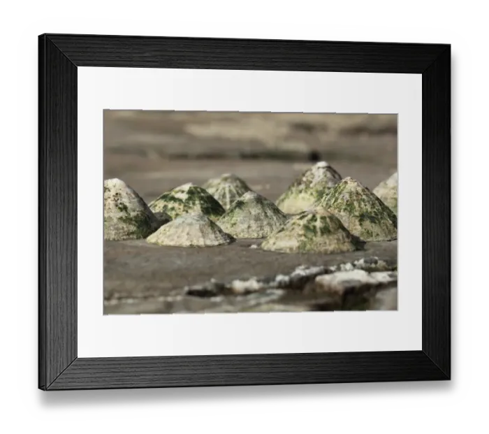 Framed Print : Common Limpet (Patella vulgata) group, on rocky shore at low tide, Kimmeridge, Isle of Purbeck, Dorset, England, March Framed Print : Common Limpet (Patella vulgata) group, on rocky shore at low tide, Kimmeridge, Isle of Purbeck, Dorset, England, March