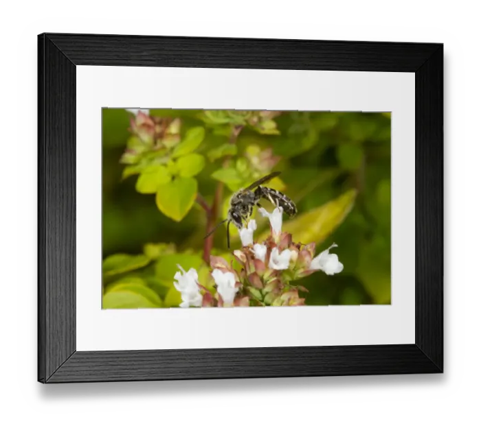 Framed Print : Slender Mining Bee (Lasioglossum calceatum) adult male, feeding on sedum flowers, Norfolk, England, September Framed Print : Slender Mining Bee (Lasioglossum calceatum) adult male, feeding on sedum flowers, Norfolk, England, September