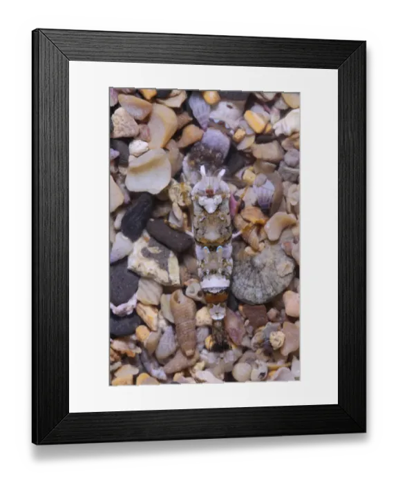 Framed Print : Shrimp (Philocheras fasciatus) adult, in shallow pool, Kimmeridge, Isle of Purbeck, Dorset, England, March Framed Print : Shrimp (Philocheras fasciatus) adult, in shallow pool, Kimmeridge, Isle of Purbeck, Dorset, England, March