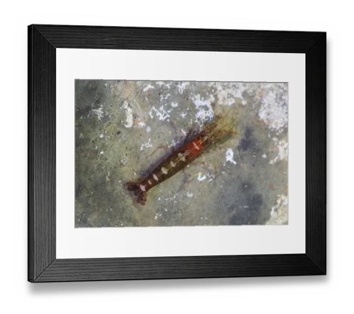 Framed Print : Hooded Shrimp (Athanas nitescens) adult, in rockpool, Kimmeridge, Isle of Purbeck, Dorset, England, March Framed Print : Hooded Shrimp (Athanas nitescens) adult, in rockpool, Kimmeridge, Isle of Purbeck, Dorset, England, March