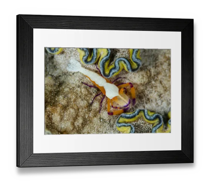 Framed Print : Imperial Shrimp (Periclimenes imperator) adult, on Girdled Glossodoris Nudibranch (Glossodoris cincta), Lembeh Straits Framed Print : Imperial Shrimp (Periclimenes imperator) adult, on Girdled Glossodoris Nudibranch (Glossodoris cincta), Lembeh Straits