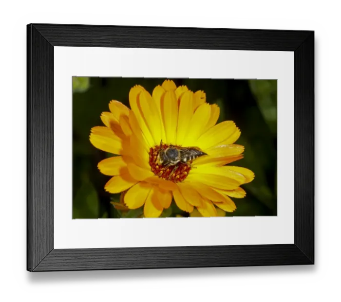 Framed Print : Solitary Bee (Coelioxys elongata) adult female, feeding on flower, Kent, England, September Framed Print : Solitary Bee (Coelioxys elongata) adult female, feeding on flower, Kent, England, September