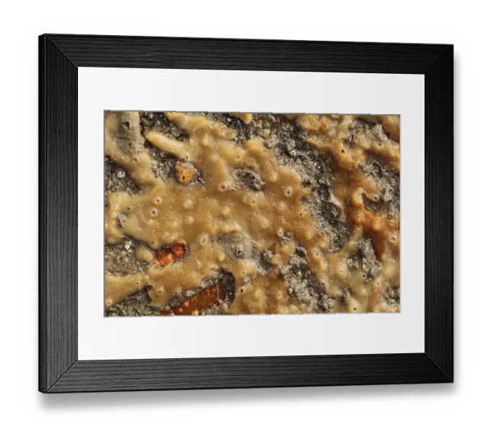 Framed Print : Breadcrumb Sponge (Halichondria panicea) under rock, Kimmeridge, Isle of Purbeck, Dorset, England, March Framed Print : Breadcrumb Sponge (Halichondria panicea) under rock, Kimmeridge, Isle of Purbeck, Dorset, England, March