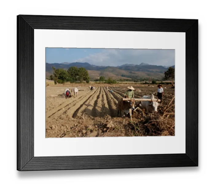 Framed Print : Farmers ploughing field with bullocks, near Inle Lake, Shan State, Myanmar, January Framed Print : Farmers ploughing field with bullocks, near Inle Lake, Shan State, Myanmar, January