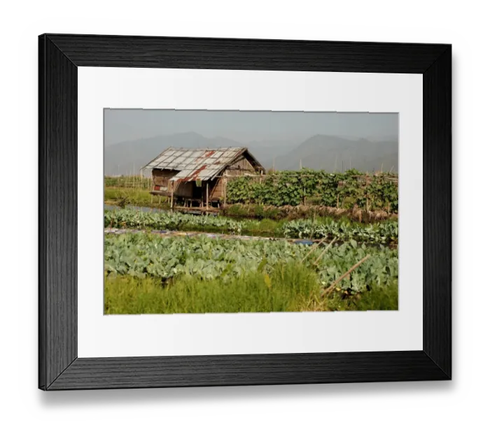 Framed Print : Floating vegetable gardens, Inle Lake, Shan State, Myanmar, January Framed Print : Floating vegetable gardens, Inle Lake, Shan State, Myanmar, January