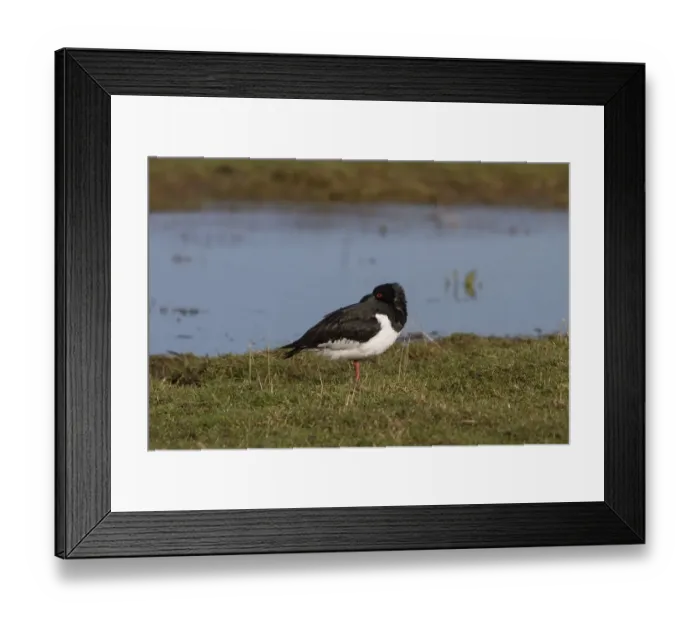 Framed Print : Eurasian Oystercatcher resting
