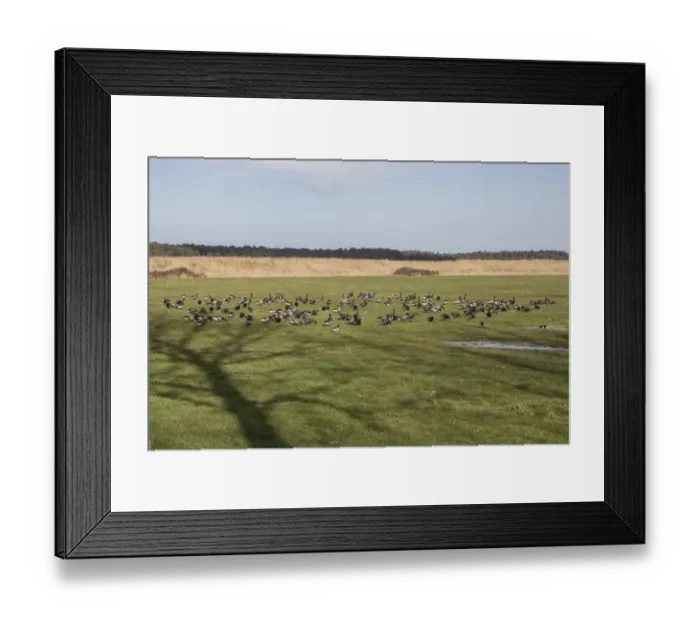 Framed Print : Brent Geese standing in shallow water in field, North Norfolk Framed Print : Brent Geese standing in shallow water in field, North Norfolk