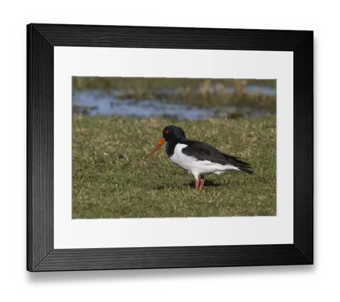 Framed Print : Eurasian Oystercatcher pulling worm out of ground