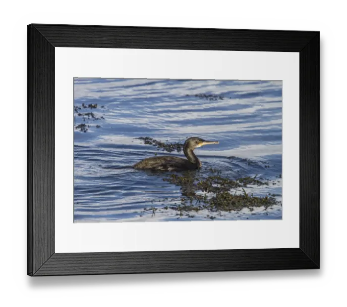 Framed Print : Shag swimming in seaweed Framed Print : Shag swimming in seaweed