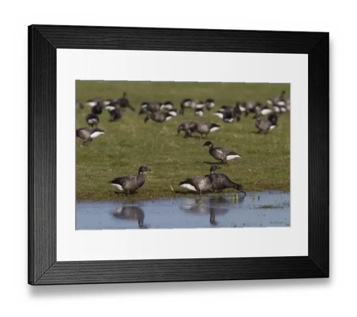 Framed Print : Brent Geese standing in shallow water in field, North Norfolk Framed Print : Brent Geese standing in shallow water in field, North Norfolk