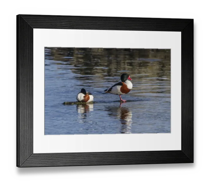 Framed Print : Common Shelduck pair resting
