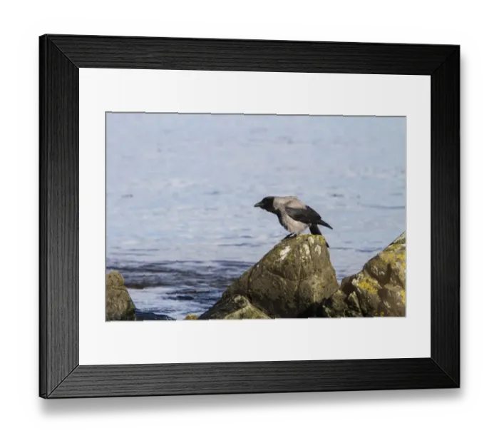 Framed Print : Hooded Crow Framed Print : Hooded Crow