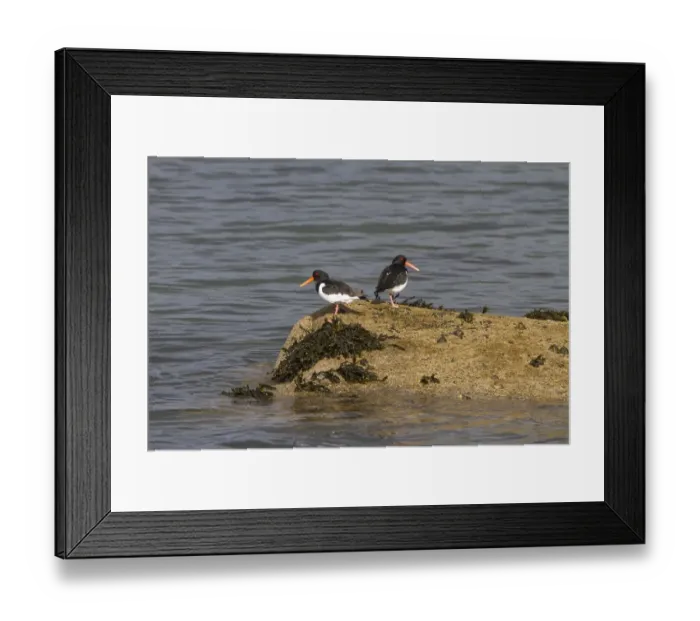 Framed Print : Two Oystercatchers on seaweed covered rock
