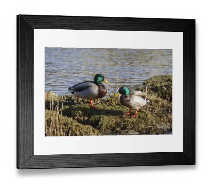 Framed Print : Two Male Mallard ducks Framed Print : Two Male Mallard ducks