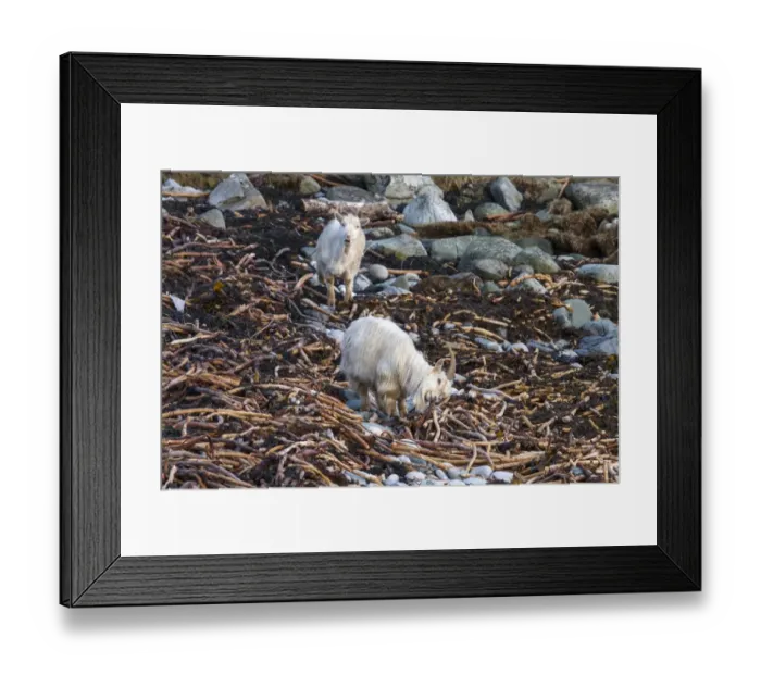 Framed Print : Wild feral Goats feeding on seawwed - Jura Scotland Framed Print : Wild feral Goats feeding on seawwed - Jura Scotland