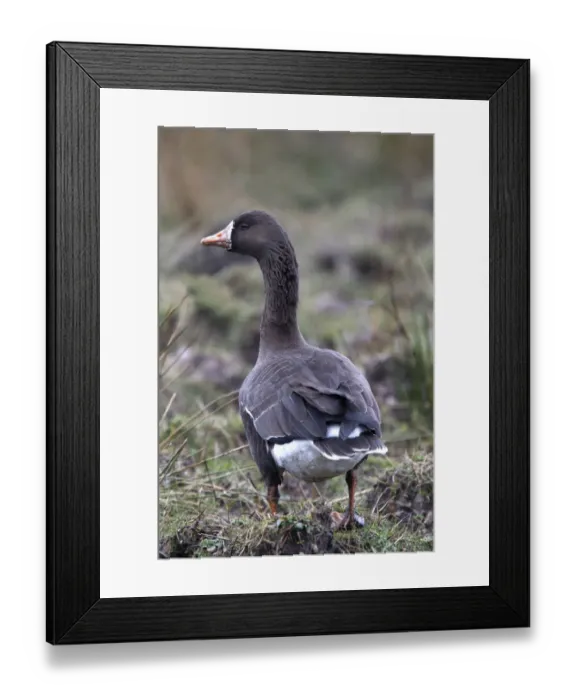 Framed Print : Greater or Greenland White fronted Goose on Islay Framed Print : Greater or Greenland White fronted Goose on Islay