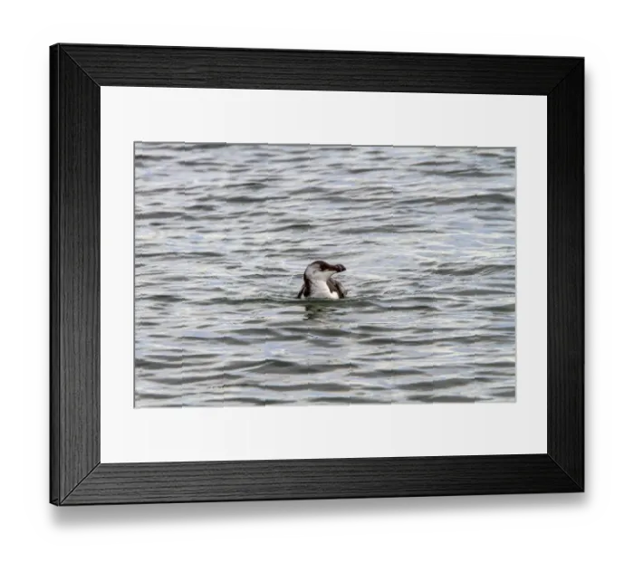Framed Print : Razorbill swimming - late winter Framed Print : Razorbill swimming - late winter