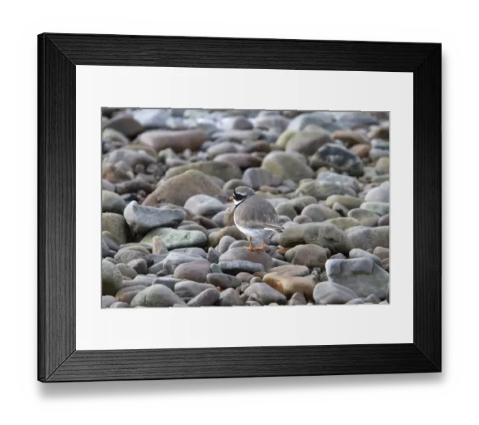 Framed Print : Common Ringed Plover on pebbles