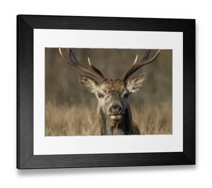 Framed Print : Red Deer stag