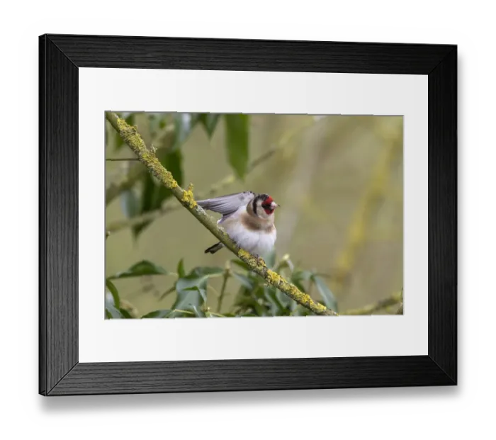 Framed Print : Goldfinch on lichen branch