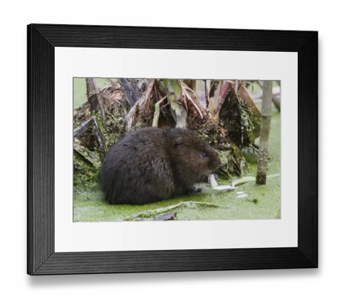 Framed Print : Water Vole eating a iris root in pond covered with duckweed