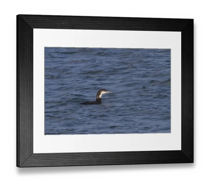 Framed Print : Black throated Diver in Winter plumage - Jura Scotland Framed Print : Black throated Diver in Winter plumage - Jura Scotland