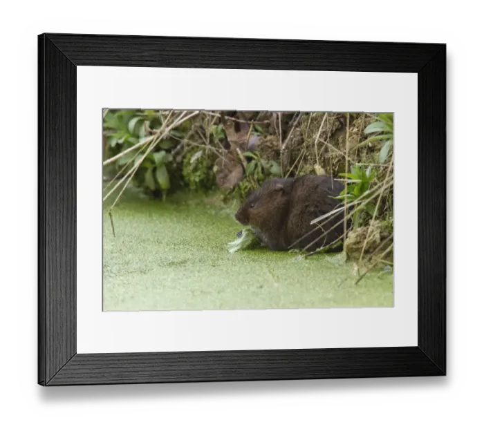 Framed Print : Water Vole eating a leaf in pond covered with duckweed Framed Print : Water Vole eating a leaf in pond covered with duckweed