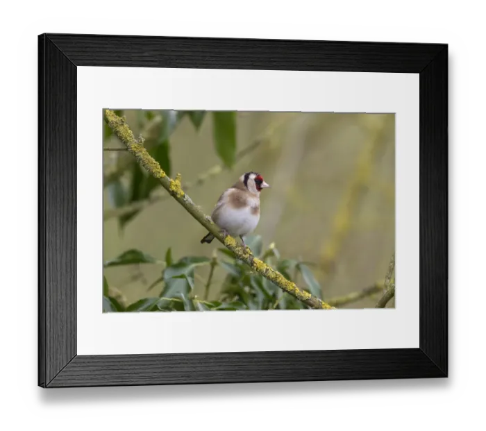 Framed Print : Goldfinch on lichen branch Framed Print : Goldfinch on lichen branch