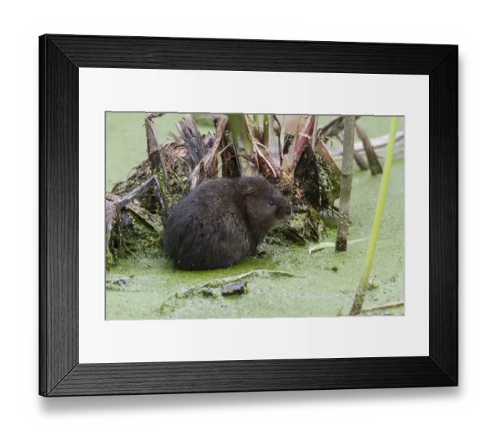 Framed Print : Water Vole in pond covered with duckweed Framed Print : Water Vole in pond covered with duckweed