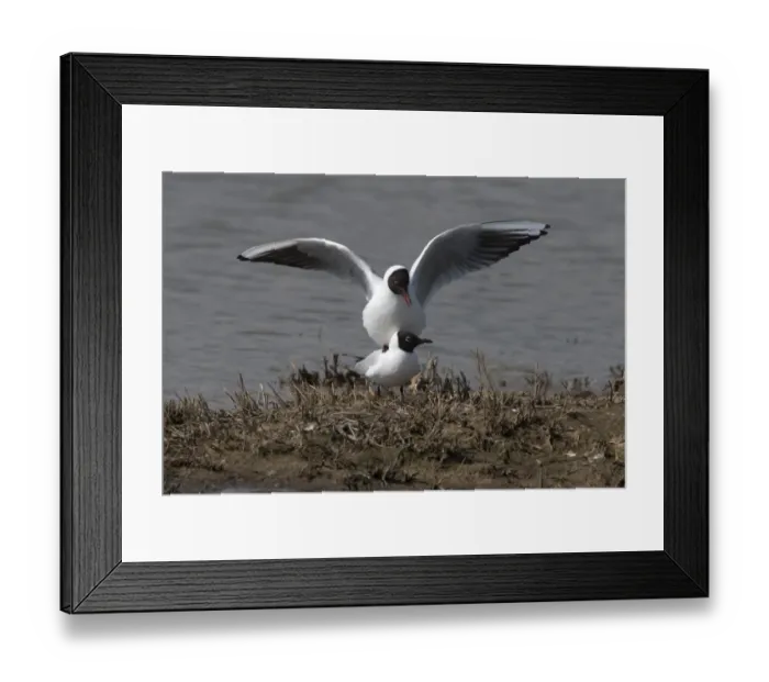 Framed Print : Black headed Gulls Mating Framed Print : Black headed Gulls Mating
