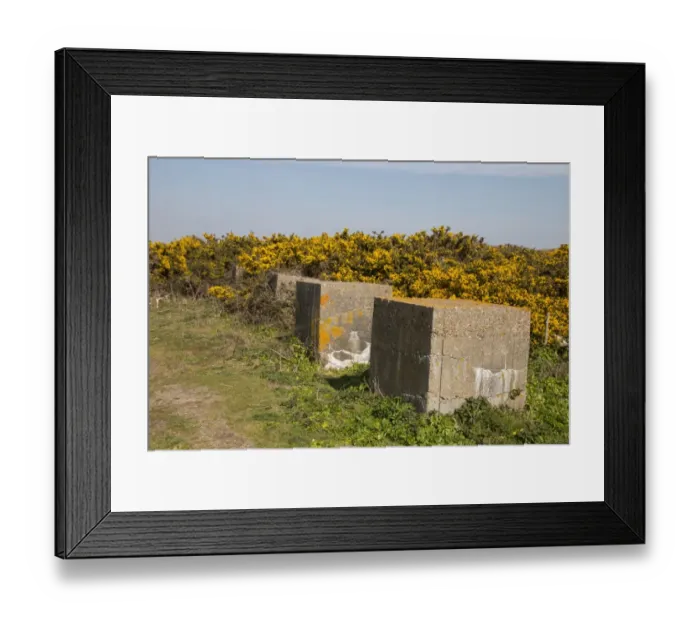 Framed Print : Common Gorse flowering at Minsmere Suffolk with World War 2 anti tank cubes Framed Print : Common Gorse flowering at Minsmere Suffolk with World War 2 anti tank cubes