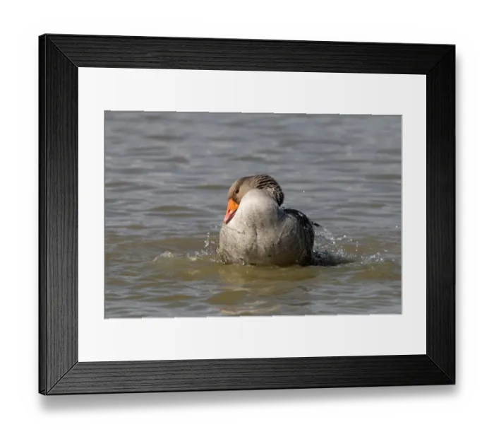 Framed Print : Greylag Goose washing Framed Print : Greylag Goose washing