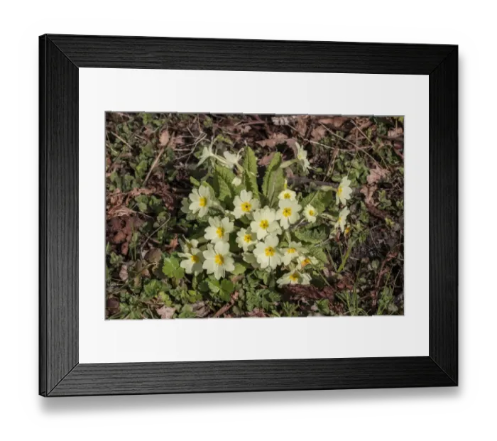 Framed Print : Primrose a common early spring woodland flower Framed Print : Primrose a common early spring woodland flower