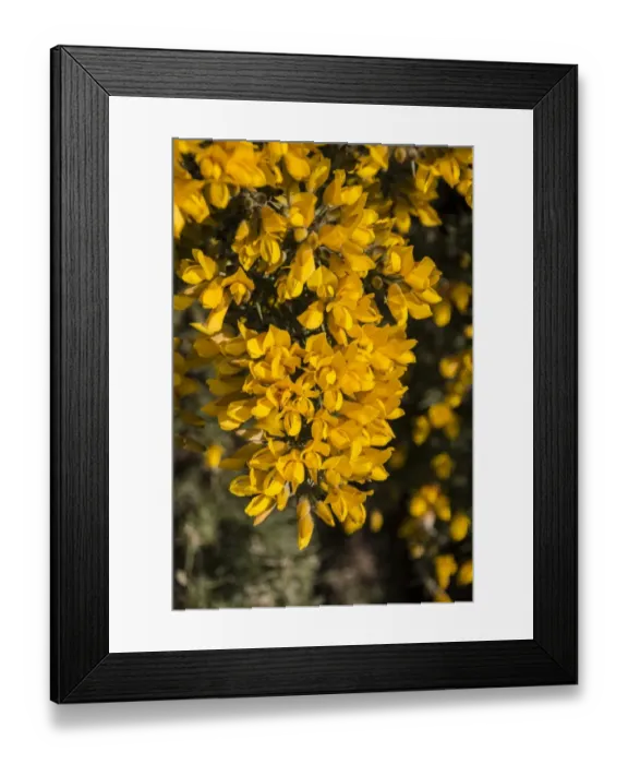 Framed Print : Common Gorse flowering at Minsmere Suffolk Framed Print : Common Gorse flowering at Minsmere Suffolk