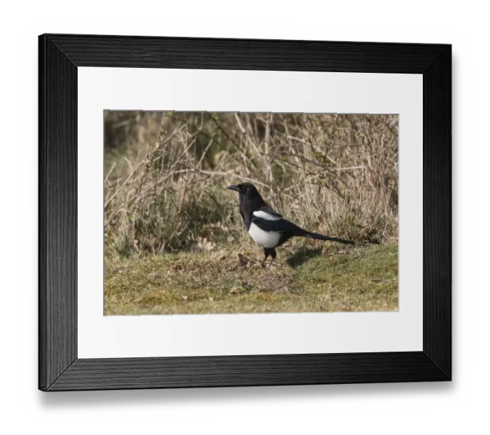 Framed Print : Common Magpie foraging for food