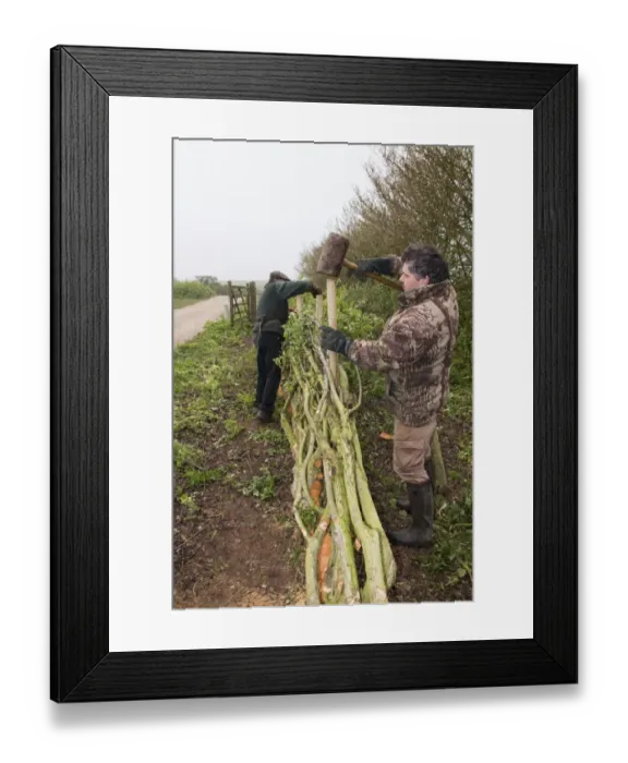 Framed Print : Laying a hedge in the traditional Derbyshire style using wooden stakes Framed Print : Laying a hedge in the traditional Derbyshire style using wooden stakes