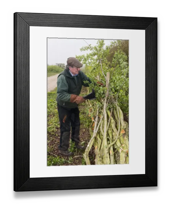 Framed Print : Badger Walker laying a hedge in the traditional Derbyshire style using wooden stakes Framed Print : Badger Walker laying a hedge in the traditional Derbyshire style using wooden stakes