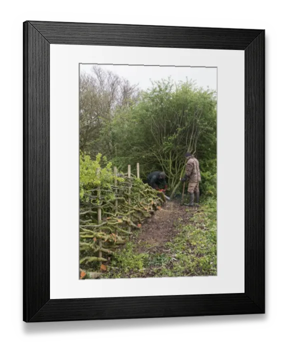 Framed Print : Traditional hedge laying in the Derbyshire style with stakes Framed Print : Traditional hedge laying in the Derbyshire style with stakes
